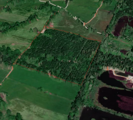 Forest Satellite View